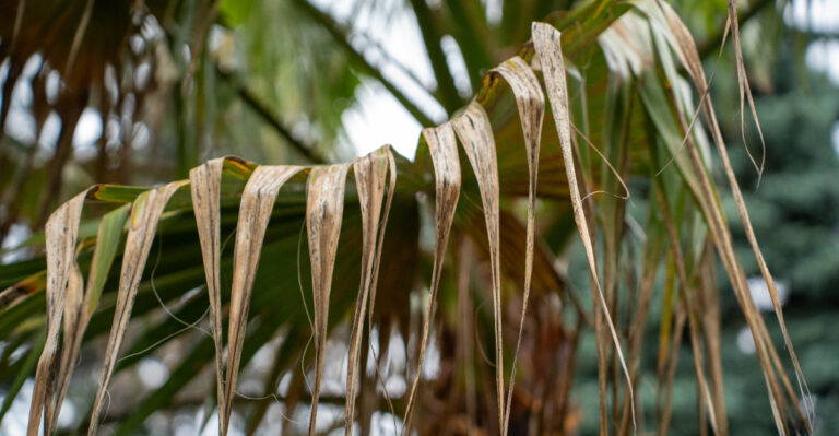 The Biggest Mistakes California Gardeners Make With Palm Trees In Summer