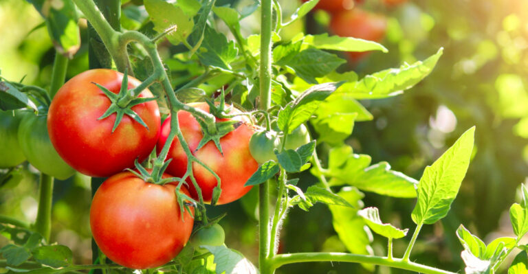 The Biggest Mistakes California Gardeners Make With Tomatoes In Late Summer
