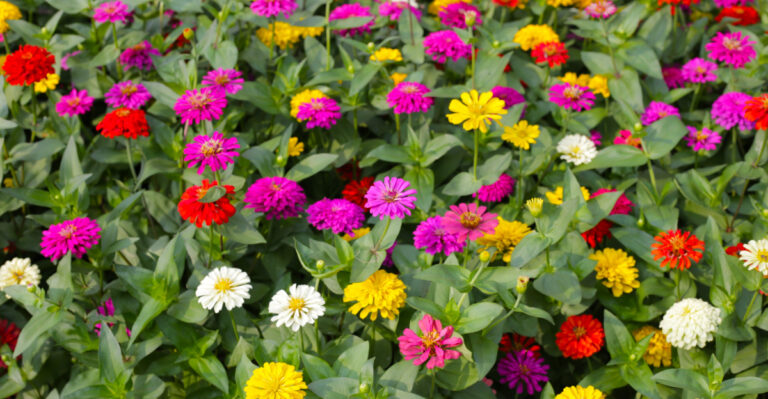 zinnias (featured image)