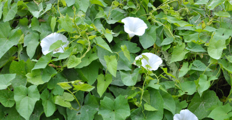 The Bindweed Removal Mistake Oregon Gardeners Make That Multiplies It Every Single Time They Try