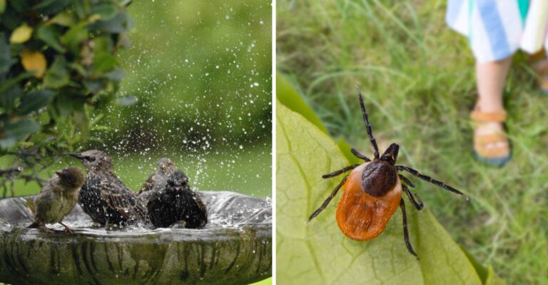 bird bath and tick