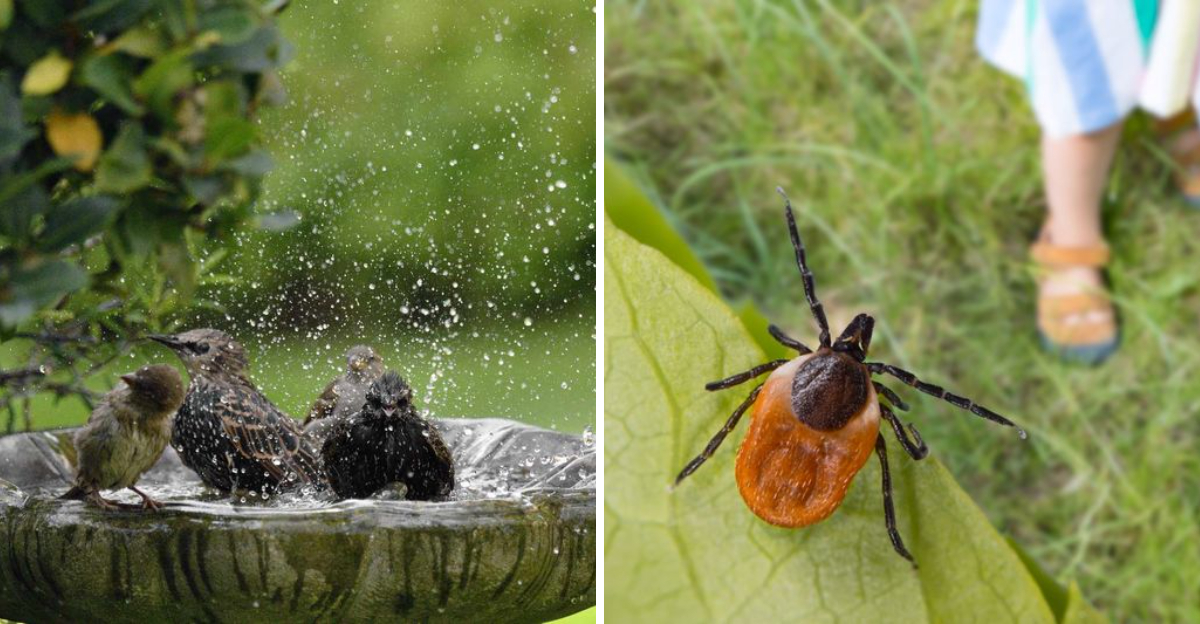 bird bath and tick
