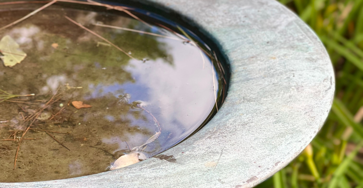 dirty birdbath