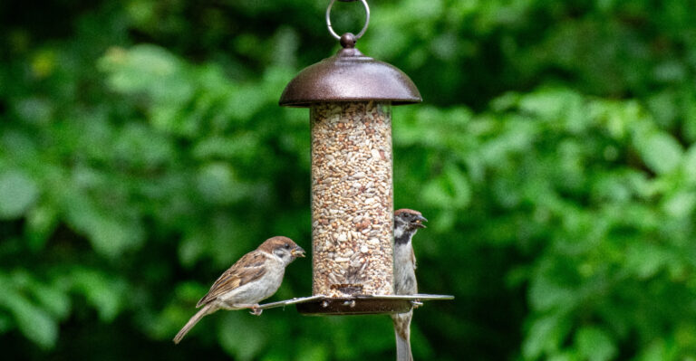 The Bird Feeder Placement Mistake Putting Kentucky Backyard Birds At Risk