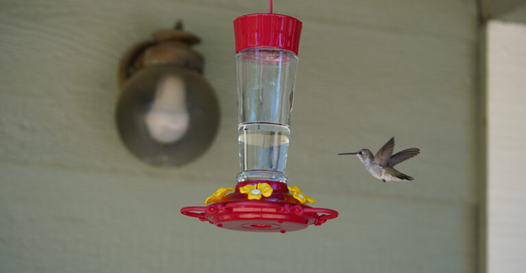The Bird Feeder Placement Mistake That Can Hurt California Backyard Birds