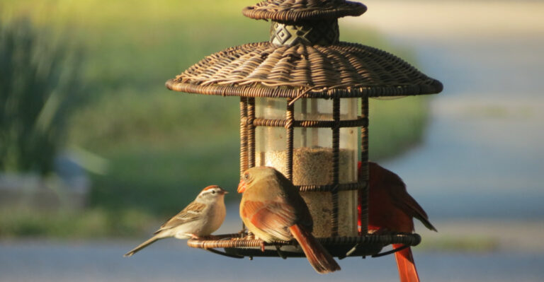 The Bird Feeder Placement Mistake That Can Hurt Wisconsin Backyard Birds