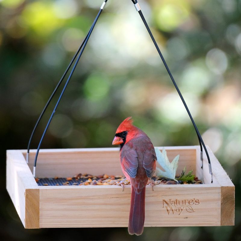The Bird Has Found A Reliable Source Of Food The Bird Has Found A Reliable Source Of Food