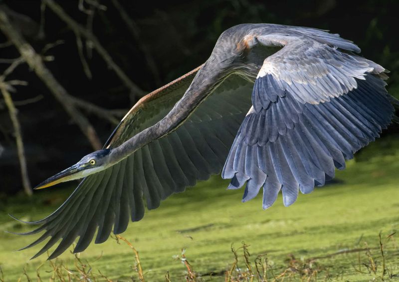 The Bird Is Usually Just Passing Through The Bird Is Usually Just Passing Through