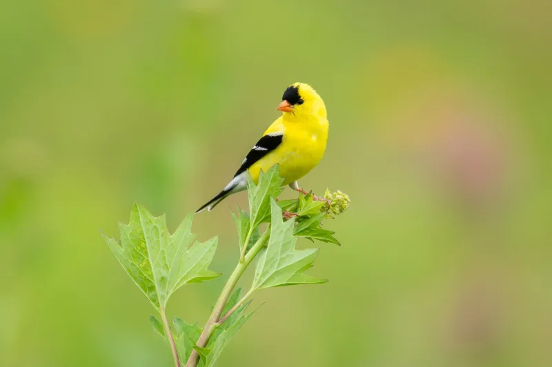 The Bird May Be A Year-Round Resident, Not A Temporary Visitor