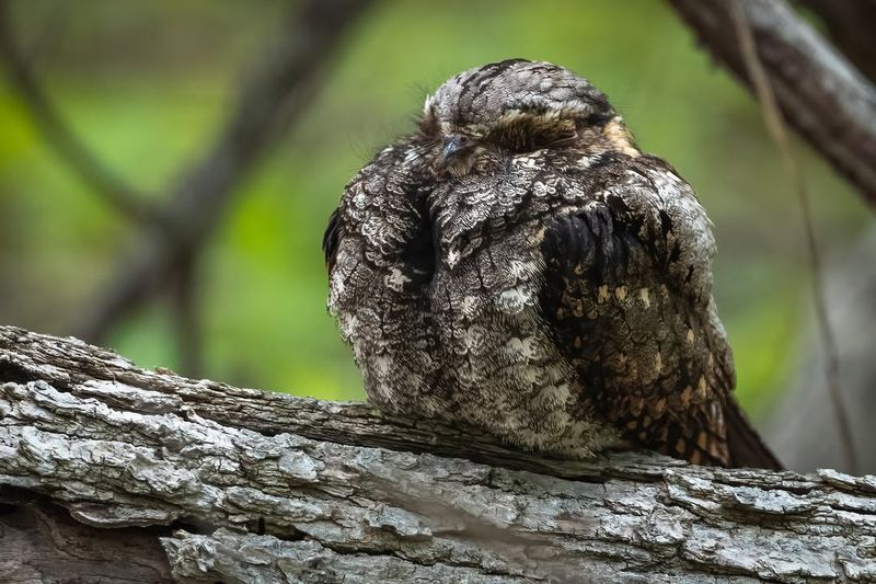 The Bird May Be Closer Than It Looks