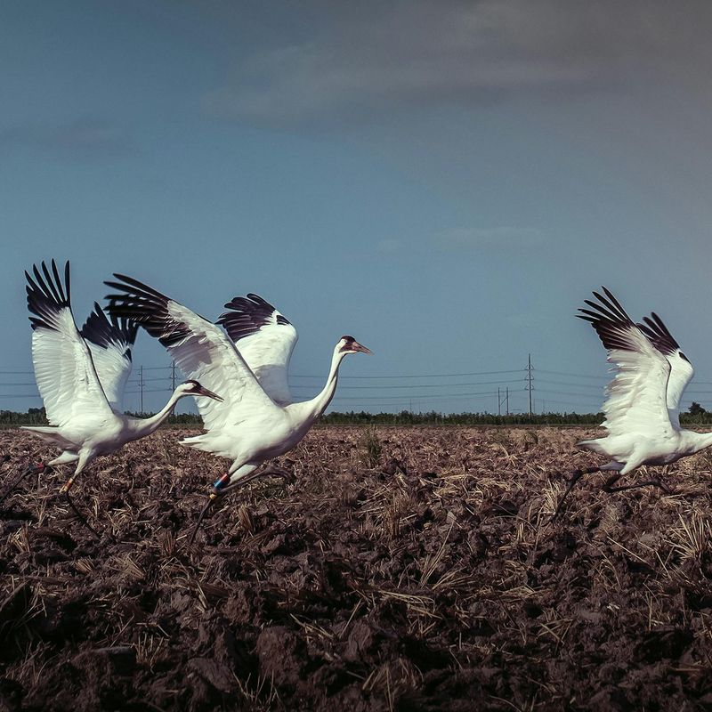 The Bird May Be Traveling With Its Family