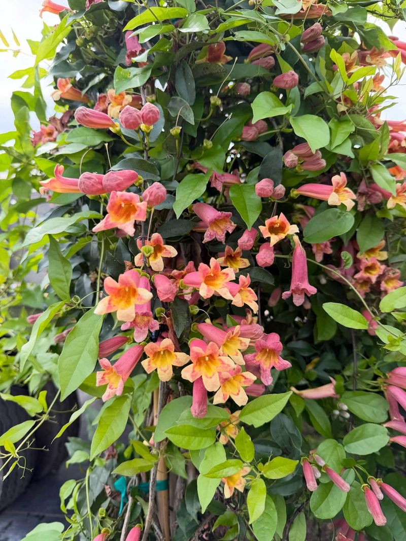 The Bloom That Makes It More Than Just A Shade Plant The Bloom That Makes It More Than Just A Shade Plant