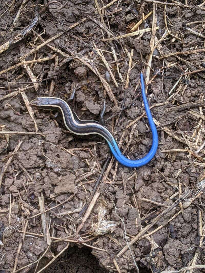 The Blue Tail Serves a Clear Survival Purpose