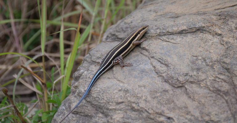 Blue Tailed Lizard (featured image)