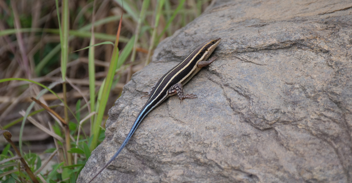 Blue Tailed Lizard (featured image)