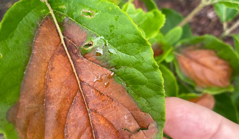 The Brown Edges Are Leaf Scorch The Brown Edges Are Leaf Scorch