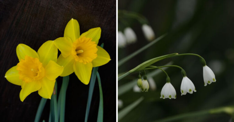 The Bulbs Maryland Gardeners Plant In Midsummer For Fall Blooms