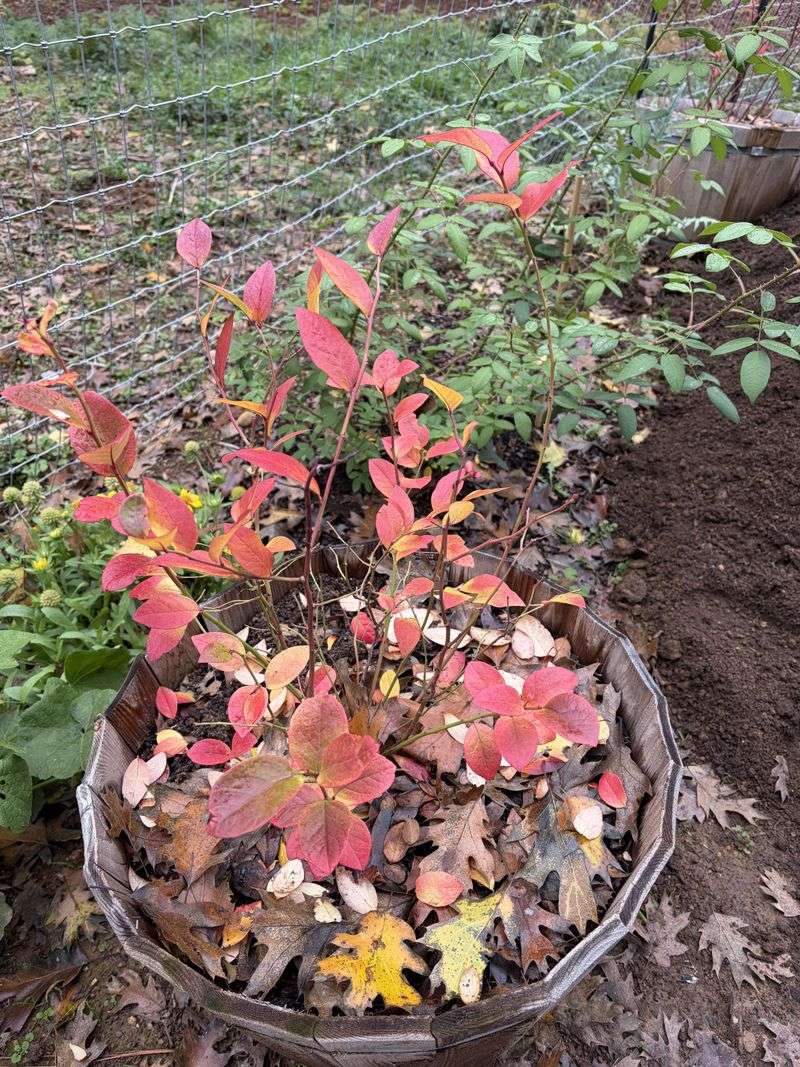 The Bush May Be Developing Normal Fall Color