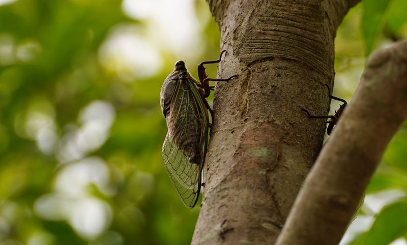 The Buzz Signals Mating Season, Not A Threat To Trees