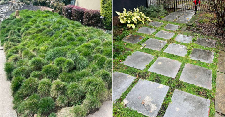 The California Groundcovers That Fill Cracks In Pavement So Weeds Can’t Move In