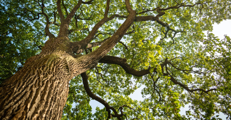 The California Native Oak Disease Spreading Through Backyard Trees This Summer