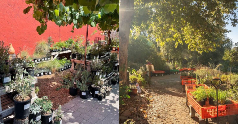 The California Native Plant Nurseries Open This Summer That Are Worth Visiting Before Fall