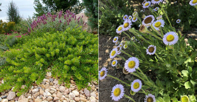 The California Native Plants That Help Control Rats And Weeds At The Same Time