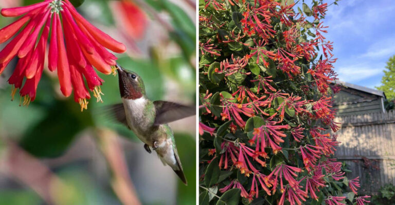 The California Native Vine That Keeps Hummingbirds Coming Back Long After Feeders Run Dry