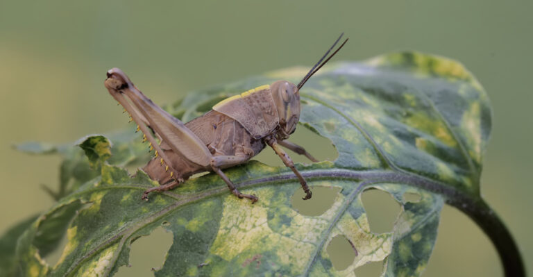 The California Yard Mistakes That Make Grasshopper Damage Worse In Dry Weather