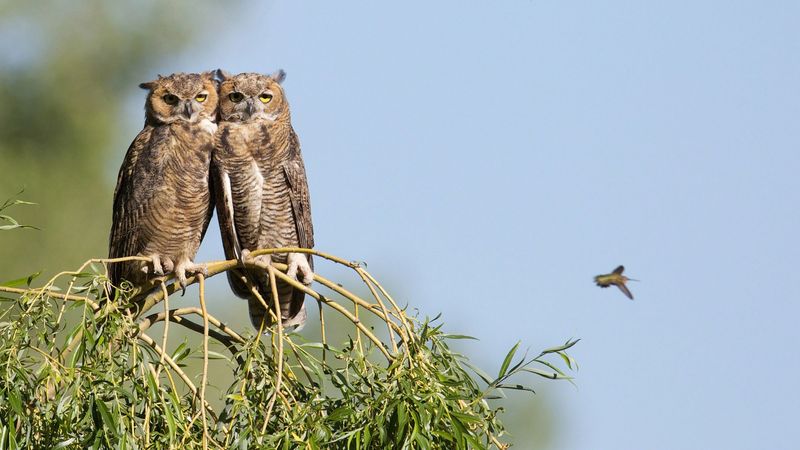 The Calling May Be Connected To Courtship
