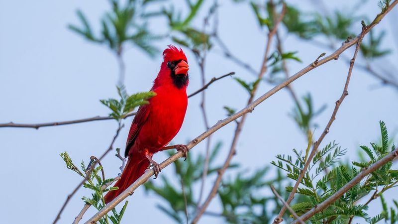 The Cardinal Probably Lives Nearby Year-Round