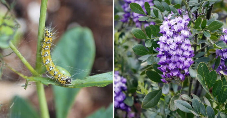 genista caterpillar and texas mountain laurel