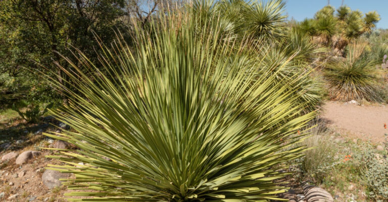 The Central Texas Plants That Handle Triple-Digit Heat Better Than Any Non-Native