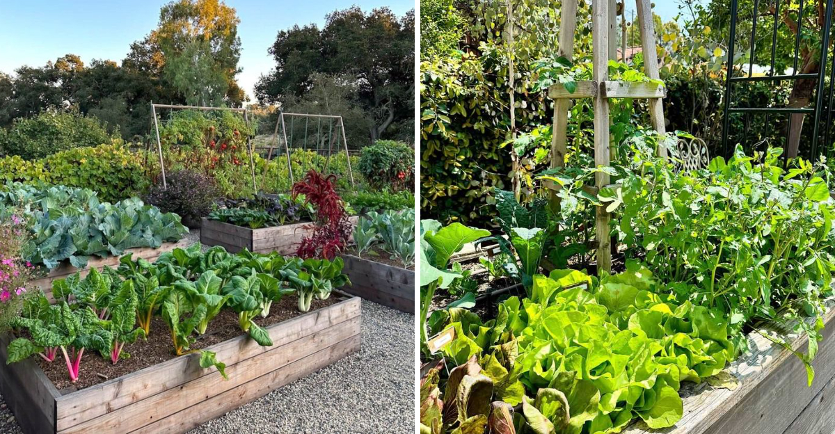 kitchen gardens