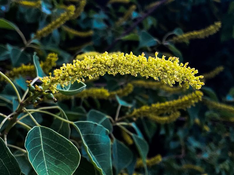 The Chinese Tallow Tree Spreads Faster Than Many Native Trees