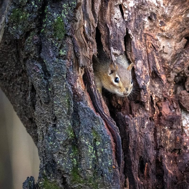 The Chipmunk May Still Be There, Just Harder To See The Chipmunk May Still Be There, Just Harder To See