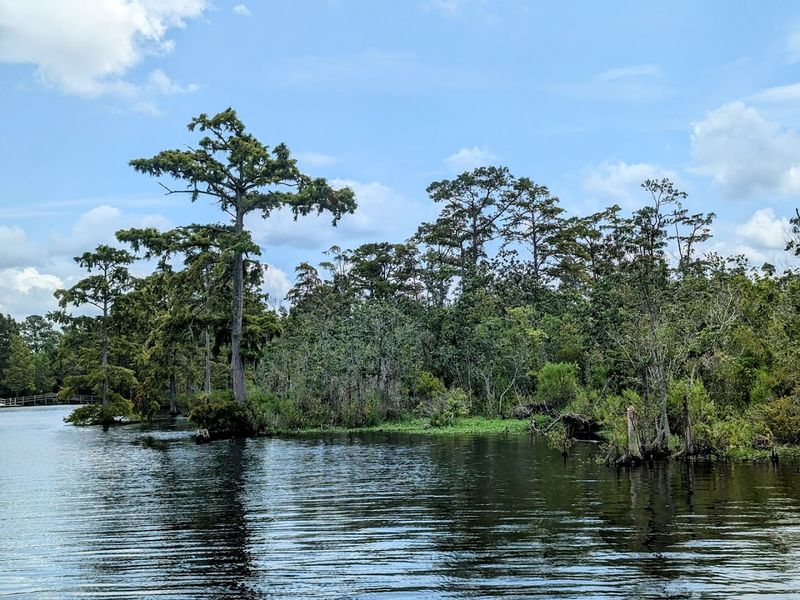The Coastal Plain Offers A Look At Bald Cypress And Longleaf Pine The Coastal Plain Offers A Look At Bald Cypress And Longleaf Pine