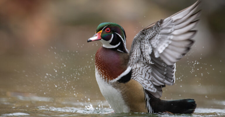 duck (featured image)