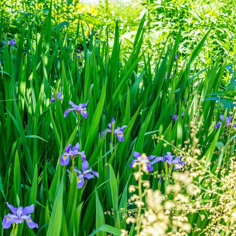 The Combo Works Best As A Shallow Rain Garden Edge The Combo Works Best As A Shallow Rain Garden Edge