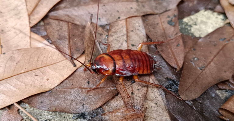 The Common July Yard Mistake That Can Attract Roaches In Florida