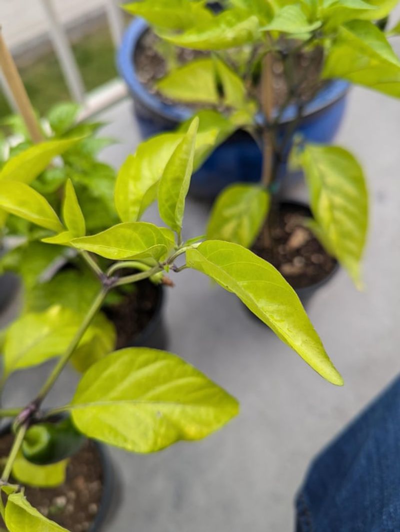 The Common Misconception About Nitrogen and Fertilizer
