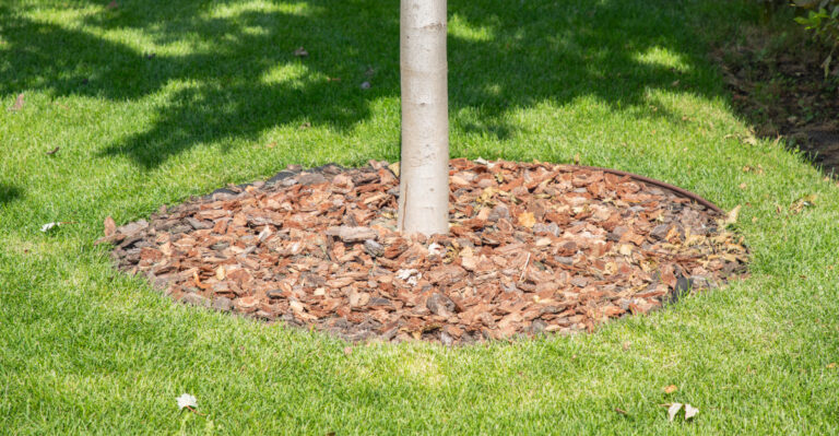 tree (featured image)