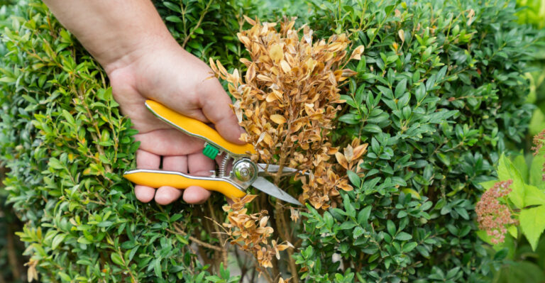 Boxwood (featured image)