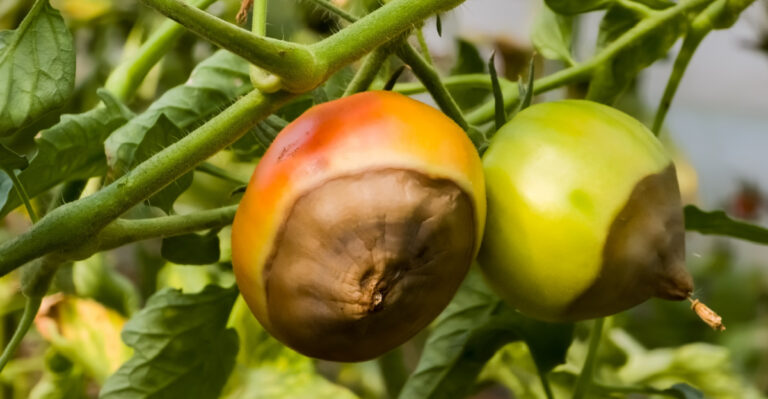 The Common Tomato Problem Every Missouri Gardener Runs Into Eventually