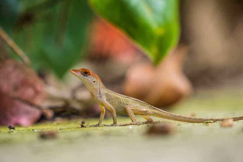 The Competition Between Green And Invasive Brown Anoles