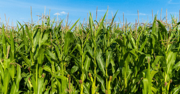 The Conditions Behind Illinois’s Best Sweet Corn Harvest In Years