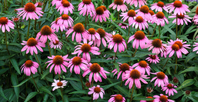 Coneflower (featured image)