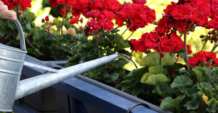 The Container Plant Mistake That’s Quietly Standing Between You And A Thriving Illinois Summer Garden