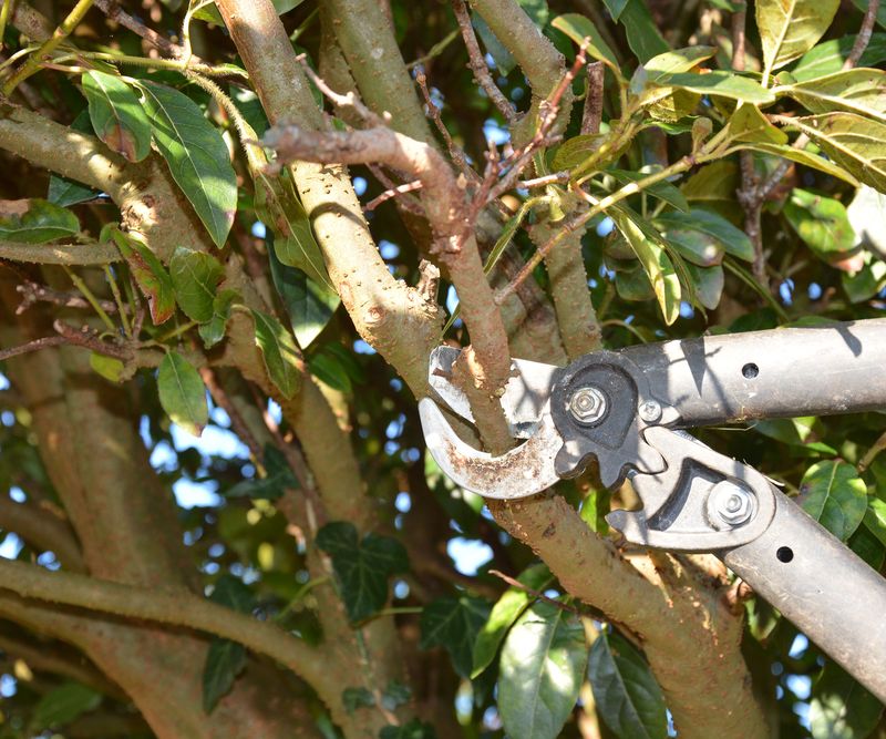 The Correct Pruning Window Depends On The Shrub
