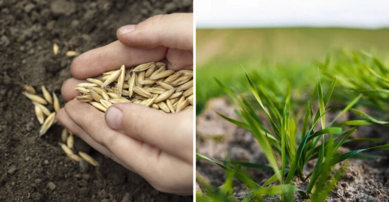 The Cover Crop Ohio Gardeners Sow In August To Build Soil Through Winter